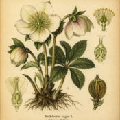 Hellebore in Paganism and Witchcraft: The Mysterious Winter Flower