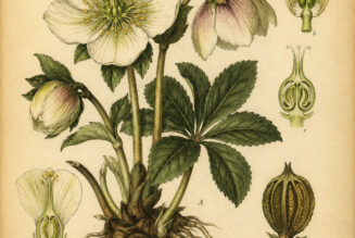 Hellebore in Paganism and Witchcraft: The Mysterious Winter Flower