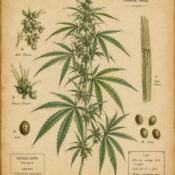 Hemp in Paganism and Witchcraft: A Plant of Strength, Protection, and Connection