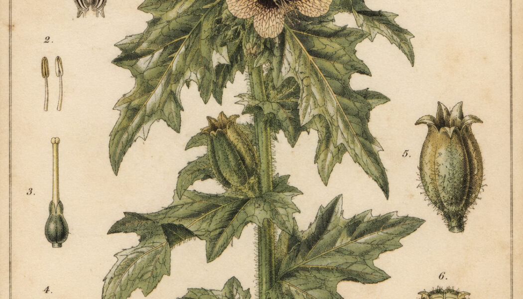 Henbane in Paganism and Witchcraft: A Plant of Mystery and Caution