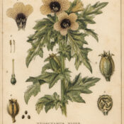 Henbane in Paganism and Witchcraft: A Plant of Mystery and Caution