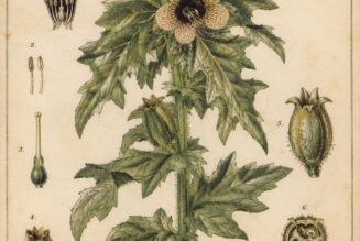 Henbane in Paganism and Witchcraft: A Plant of Mystery and Caution