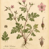 Herb Robert (Geranium robertianum) in Paganism and Witchcraft
