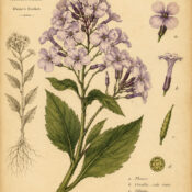 Hesperis in Paganism and Witchcraft: The Fragrant Flower of Twilight