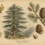 Himalayan Cedar in Paganism and Witchcraft