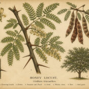 Honey Locust in Paganism & Witchcraft