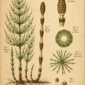 Horsetail in Paganism and Witchcraft: An Ancient Plant of Strength and Protection