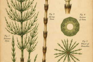 Horsetail in Paganism and Witchcraft: An Ancient Plant of Strength and Protection