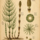 Horsetail in Paganism and Witchcraft: An Ancient Plant of Strength and Protection