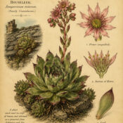 Houseleek in Paganism and Witchcraft: The Guardian of the Home