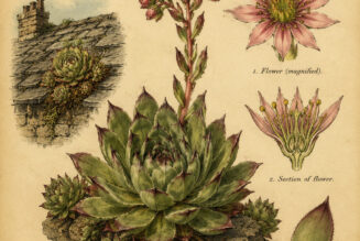 Houseleek in Paganism and Witchcraft: The Guardian of the Home