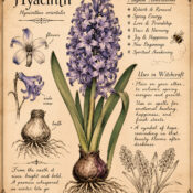 Hyacinth in Paganism and Witchcraft