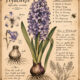 Hyacinth in Paganism and Witchcraft