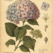 Hydrangea in Paganism and Witchcraft