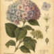 Hydrangea in Paganism and Witchcraft