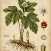 Hydrastis (Goldenseal) in Paganism and Witchcraft