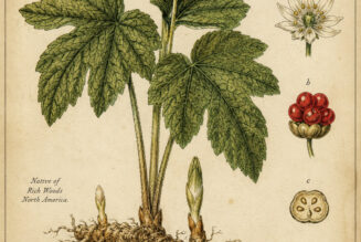 Hydrastis (Goldenseal) in Paganism and Witchcraft