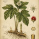 Hydrastis (Goldenseal) in Paganism and Witchcraft
