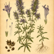 Hyssop in Paganism and Witchcraft