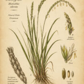 Sacred Grasses in Paganism and Witchcraft