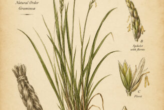 Sacred Grasses in Paganism and Witchcraft