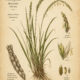 Sacred Grasses in Paganism and Witchcraft