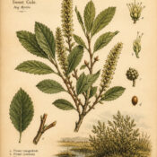 Sweet Gale in Paganism and Witchcraft