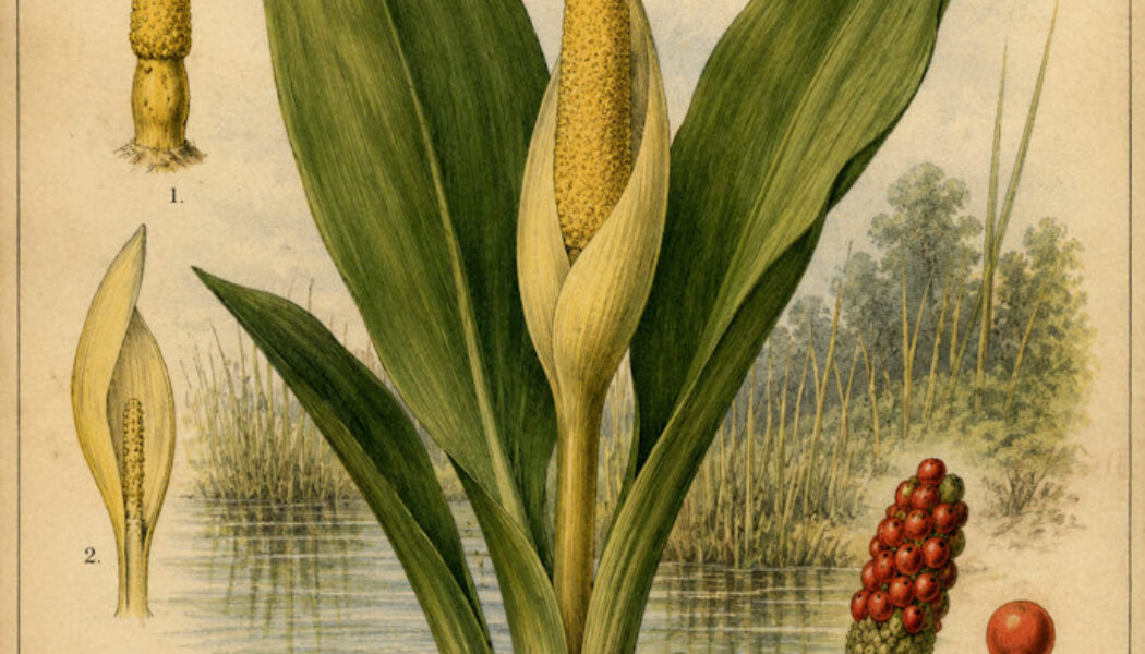 The Golden Club Plant in Paganism and Witchcraft