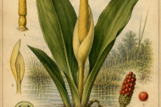The Golden Club Plant in Paganism and Witchcraft