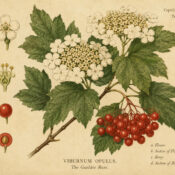 The Guelder Rose in Paganism and Witchcraft