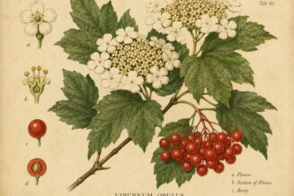 The Guelder Rose in Paganism and Witchcraft