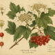 The Guelder Rose in Paganism and Witchcraft