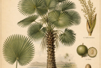 Fan Palm: A Symbol of Protection, Victory, and Spiritual Strength in Paganism and Witchcraft