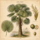 Fan Palm: A Symbol of Protection, Victory, and Spiritual Strength in Paganism and Witchcraft