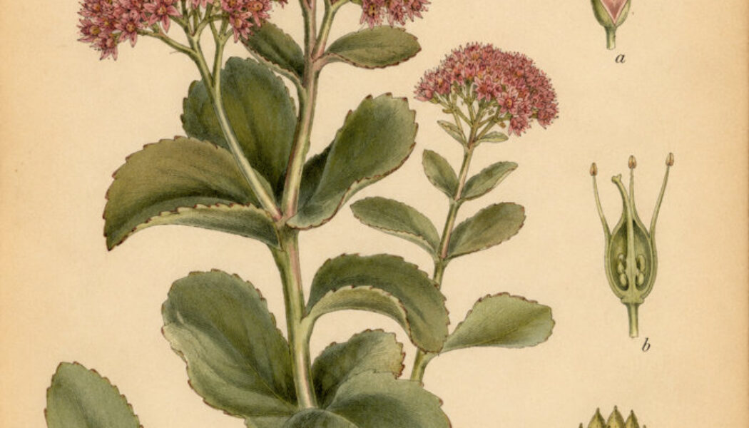 Fat Hen: The Ancient Wild Herb of Pagan Tradition and Folk Magic