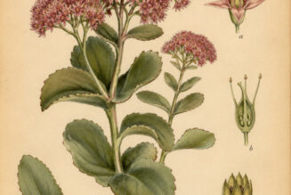 Fat Hen: The Ancient Wild Herb of Pagan Tradition and Folk Magic