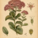 Fat Hen: The Ancient Wild Herb of Pagan Tradition and Folk Magic