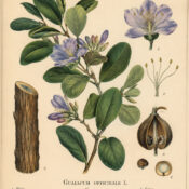Guaiacum in Paganism and Witchcraft