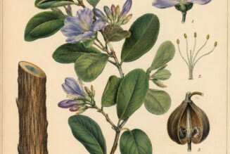 Guaiacum in Paganism and Witchcraft