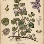 Ground Ivy in Paganism and Witchcraft