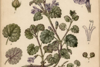 Ground Ivy in Paganism and Witchcraft