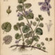 Ground Ivy in Paganism and Witchcraft